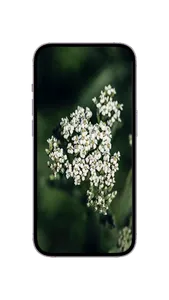 WildFlower Seeds : Wildflower screenshot 6