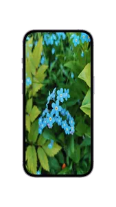 WildFlower Seeds : Wildflower screenshot 7