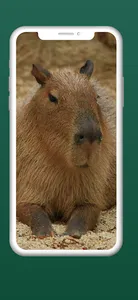 capybara wallpapers HD screenshot 3