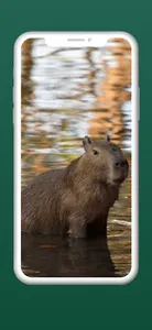 capybara wallpapers HD screenshot 4