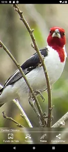 Cardeal e Galo de Campina screenshot 15