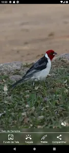 Cardeal e Galo de Campina screenshot 16