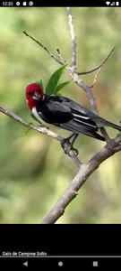 Cardeal e Galo de Campina screenshot 17