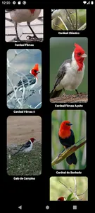 Cardeal e Galo de Campina screenshot 18