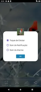 Cardeal e Galo de Campina screenshot 20