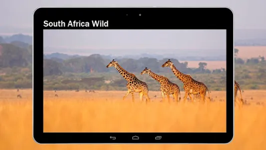 Earth Cams - Webcams Online screenshot 11