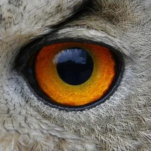 ANIMAL EYES screenshot 1