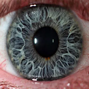 ANIMAL EYES screenshot 2
