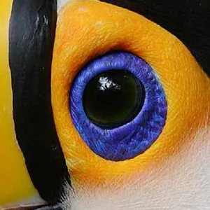 ANIMAL EYES screenshot 6