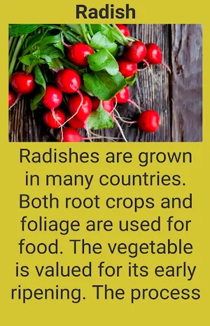 Root vegetables screenshot 2