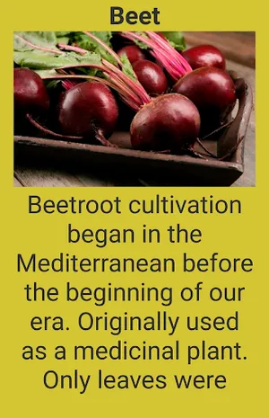 Root vegetables screenshot 3