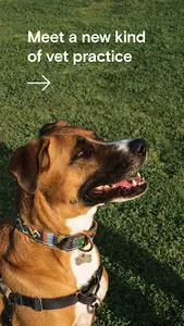 Modern Animal screenshot 1