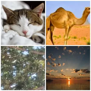 4 FOTOS 1 MOT screenshot 14