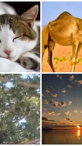 4 FOTOS 1 MOT screenshot 25