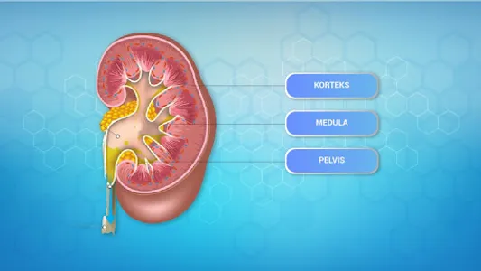 Si Pakar: Proses Pembentukan U screenshot 1