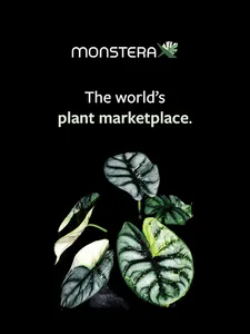 MonsteraX screenshot 4