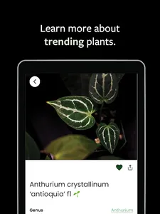 MonsteraX screenshot 7