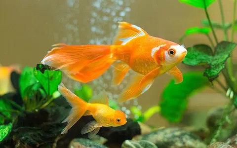 Goldfish Live Wallpaper screenshot 1