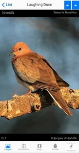 Birds of Mauritius screenshot 2