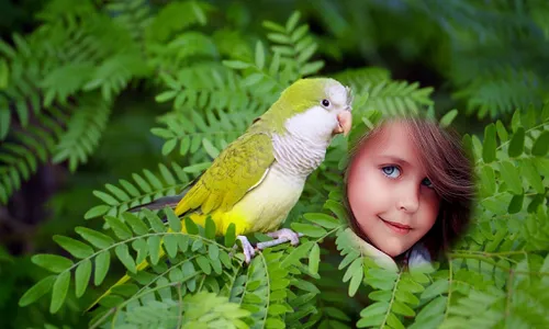 Parrot Photo Frames HD screenshot 2