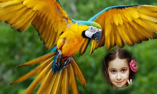 Parrot Photo Frames HD screenshot 4
