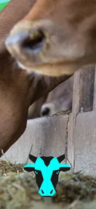 MUU Nutrition - cattle feed screenshot 4