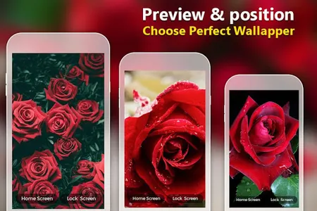 Red Rose Wallpaper screenshot 7