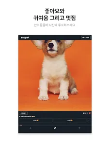 Snapet | 반려동물 SNS screenshot 11