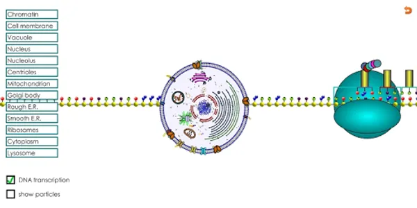 Animal Cell for High School Sc screenshot 1