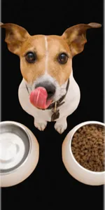 farmer dog food screenshot 3