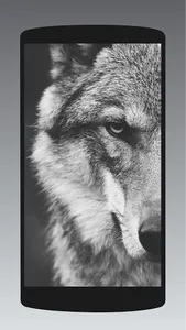 صور خلفيات جوال رمادي Gray wal screenshot 0