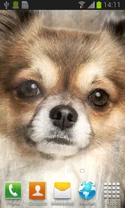 Chihuahua live wallpaper screenshot 1