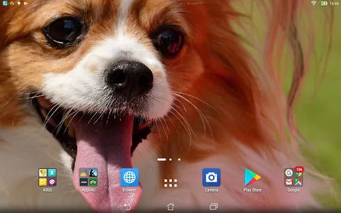 Chihuahua live wallpaper screenshot 4