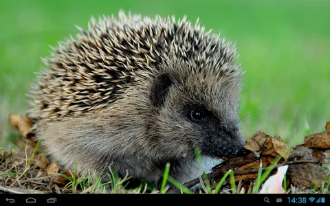 Hedgehogs Live Wallpaper screenshot 3