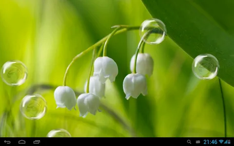 May-lily Live Wallpaper screenshot 3