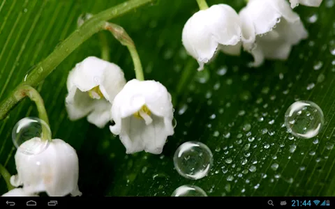 May-lily Live Wallpaper screenshot 4