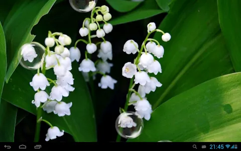 May-lily Live Wallpaper screenshot 5