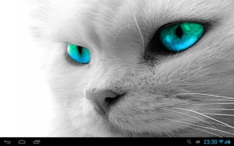 White Cats Live Wallpaper screenshot 4