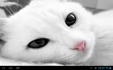 White Cats Live Wallpaper screenshot 5