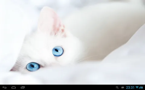 White Cats Live Wallpaper screenshot 6