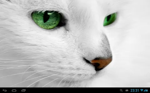 White Cats Live Wallpaper screenshot 8