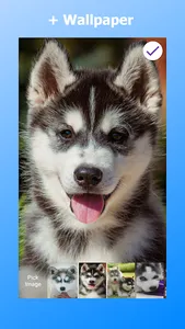Cute Husky Puppies Lock Screen screenshot 4