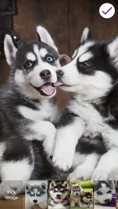 Cute Husky Puppies Lock Screen screenshot 5