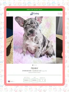 CELEBRITY FRENCHIES USA screenshot 7