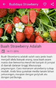 Budidaya Strawberry screenshot 0