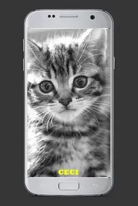 1001 Nama Kucing Kesayangan screenshot 0