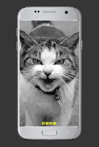 1001 Nama Kucing Kesayangan screenshot 1