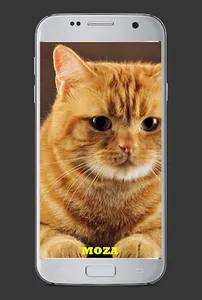 1001 Nama Kucing Kesayangan screenshot 3