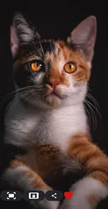 Wallpapers Cute Animals 4k screenshot 2