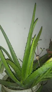 Medicina Natural Alternativa screenshot 7